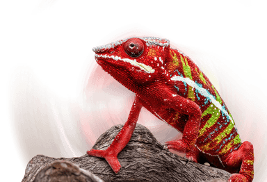 Bright red chameleon with colorful stripes perched on a branch against white background.